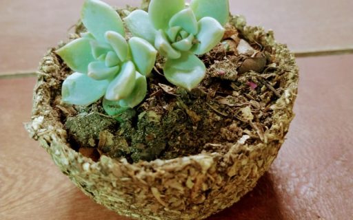 DÍA DE LA TRADICIÓN: Taller de macetas biodegradables